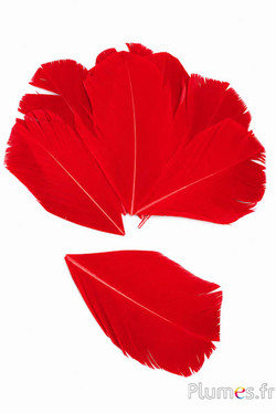 Blütenblätter aus Federn -  13-16 x 6 cm - rot